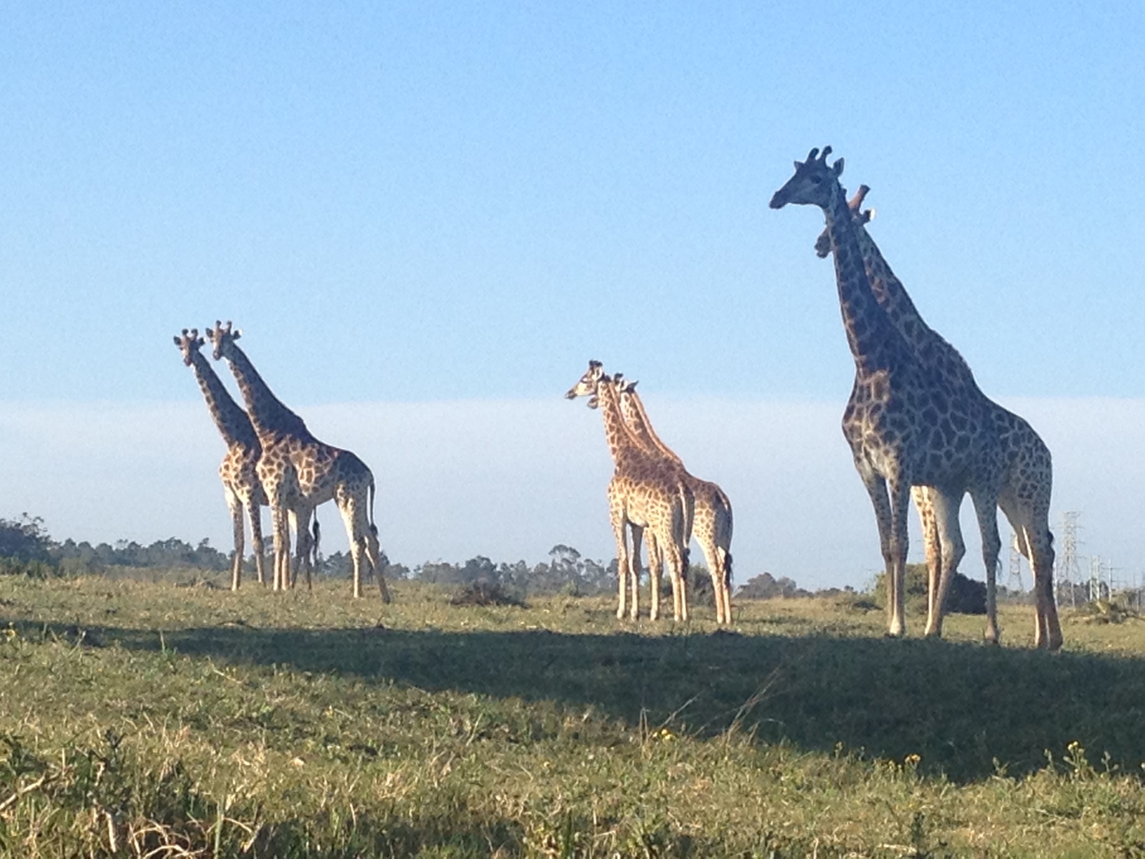 Giraffes